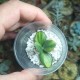 Crassula ovata cv. Solana