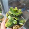 Crassula ovata сортовая Solana