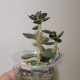 Adromischus hemisphaericus