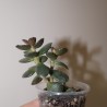 Adromischus hemisphaericus