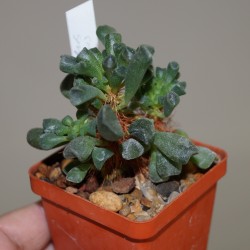 Adromischus cristatus schoenlandii бонсай