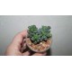 Adromischus cristatus schoenlandii