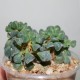 Adromischus cristatus schoenlandii