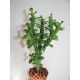 Monadenium ellenbeckii