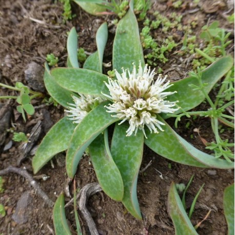 Лахеналия Lachenalia pusilla