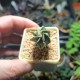 Astrophytum Taiho × ornatum Kikko