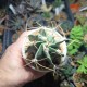 Astrophytum Taiho × ornatum Kikko