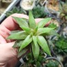 Хавортия Haworthia standeri mucronata