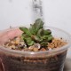 Crassula ovata Gimli