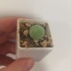 Conophytum calculus