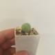 Conophytum calculus