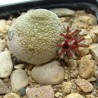 Pseudolithos migiurtinus двухголовый