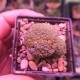 Pseudolithos migiurtinus