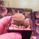 Pseudolithos migiurtinus