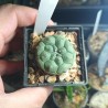 Астрофитум Astrophytum asterias nudum Kikko Turtle