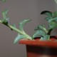 Senecio peregrinus