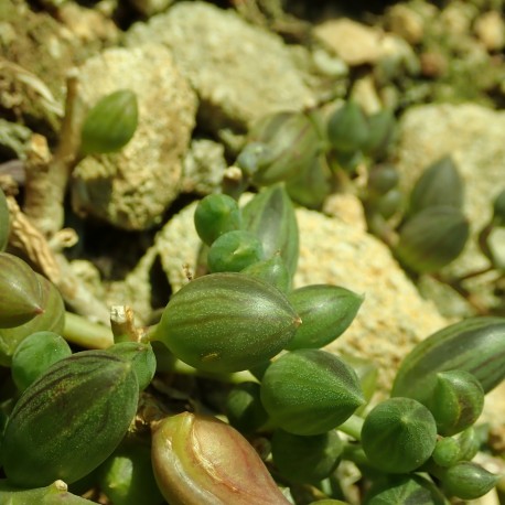 Senecio herreanus