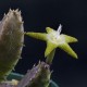 Stapelia flavopurpurea