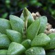 haworthia rodinii