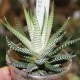 Haworthia attenuata Clorofilarm variegata