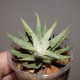 Haworthia attenuata Clorofilarm variegata