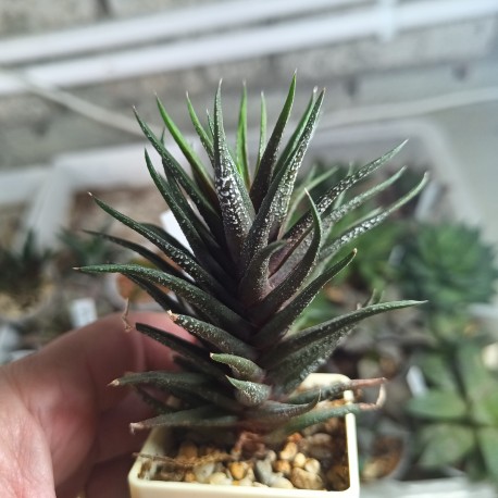 Haworthia attenuata Crazed Glaze