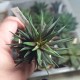 Haworthia attenuata Crazed Glaze