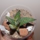 Haworthia minima