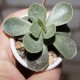 Adromischus subviridis