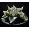 Haworthia comptoniana Urahannya