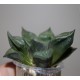 Haworthia 'Urahannya'