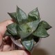 Haworthia 'Urahannya'