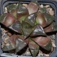 Haworthia badia Ara-Badia