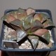 Haworthia badia Ara-Badia