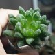 Haworthia Bristle Tips