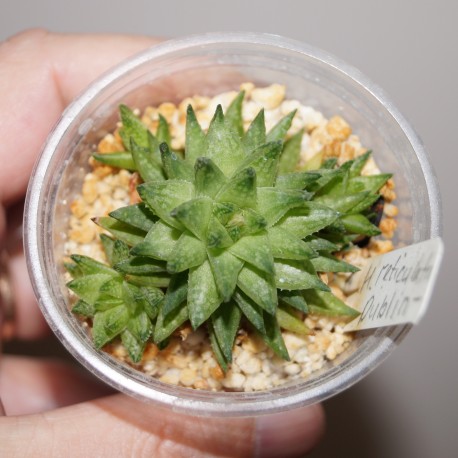 Haworthia reticulata