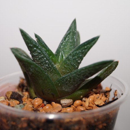 Haworthia nigra diversifolia