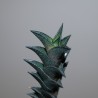 Haworthia nigra small