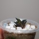 Haworthia nigra