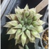 Haworthia Misty
