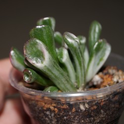 Crassula ovata Gollum variegata