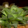 Haworthia mutica, Beyersdal Bredasdorp