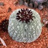 Pseudolithos eylensis