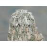 Astrophytum fukuryu