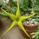 Orbea caudata