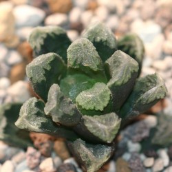 Хавортия Haworthia maughanii Eva