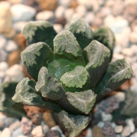 Haworthia maughanii Eva