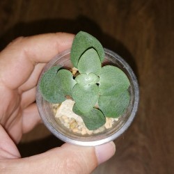 Crassula cordata