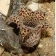 Stapelianthus madagascariensis