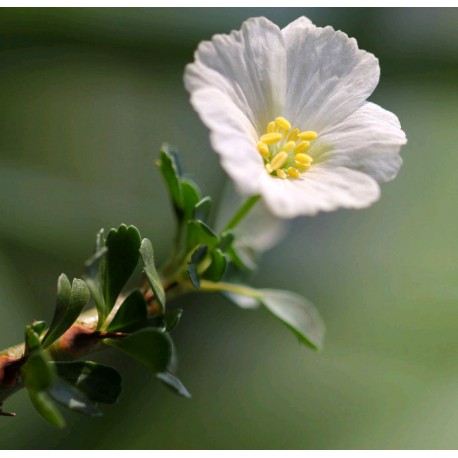 Sarcocaulon vanderietiae